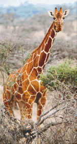 Pixel hobby classic set - giraffe