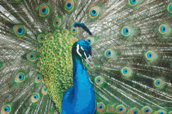 Pixelhobby Klassik Vorlage - Pfau