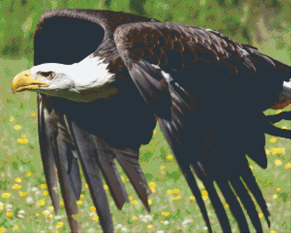 Pixelhobby Klassik Vorlage - Adler