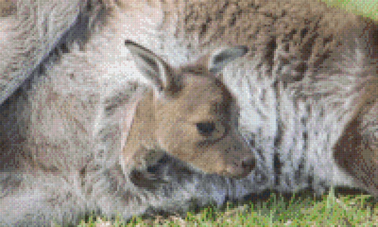 Baby kanguru on sale