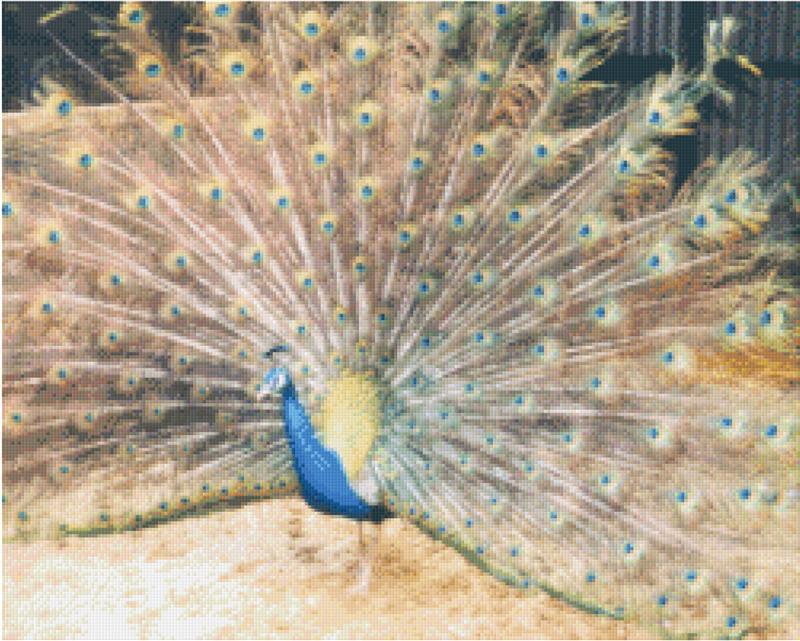 Pixel hobby classic template - peacock