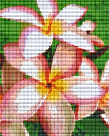 Pixelhobby Klassik Vorlage - Rosa Frangipani