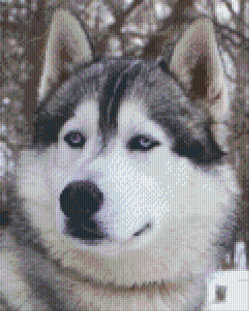 Pixel hobby classic template - husky