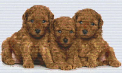 Pixelhobby Klassik Set - Drei Pudelwelpen