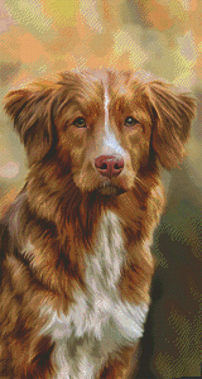Pixelhobby Klassik Set - Border Collie