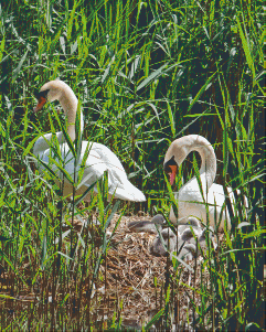 Pixel hobby classic set - swans