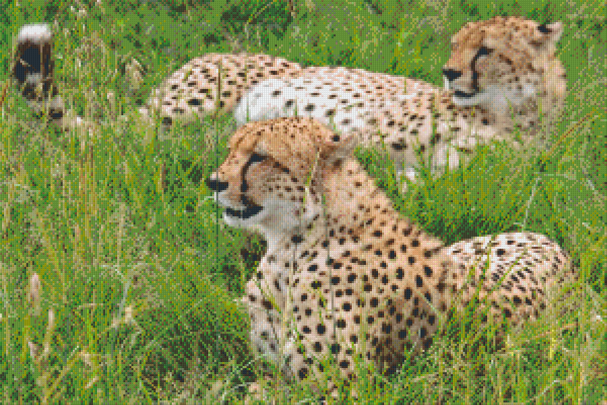 Pixelhobby Classic Set - Leopard Break