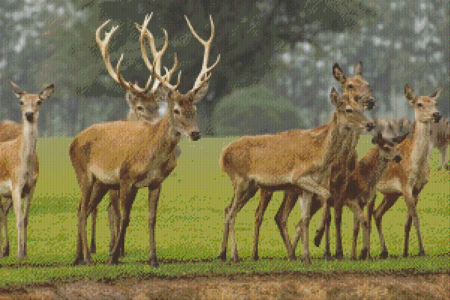Pixelhobby classic set - herd of deer