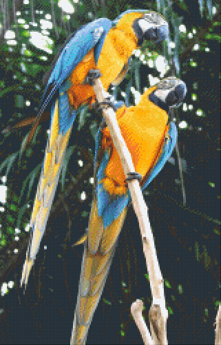 Pixel hobby classic set - parrots