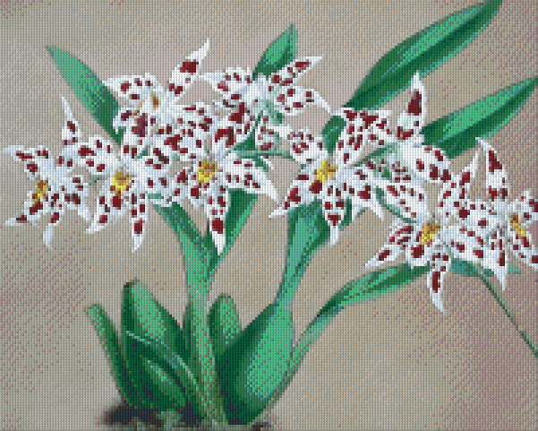 Pixelhobby Klassik Vorlage - Orchideenast