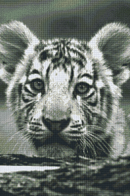 Pixelhobby Klassik Set - Tigerbaby s/w