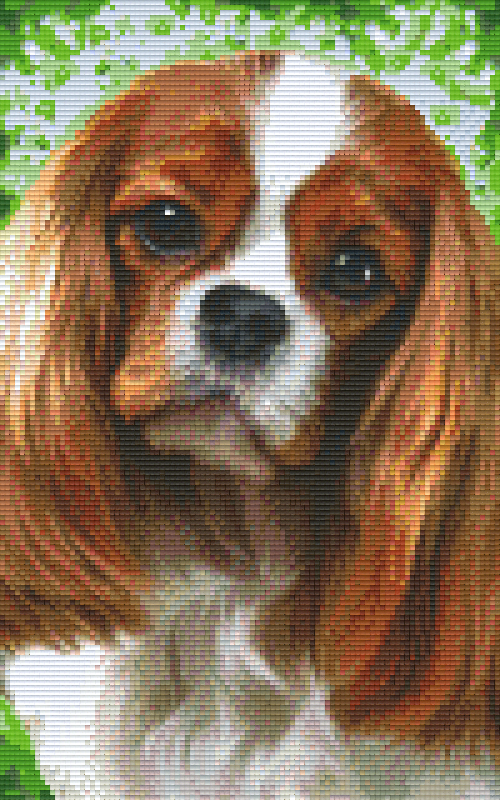 Pixelhobby Klassik Set - Cavalier King Charles Spaniel