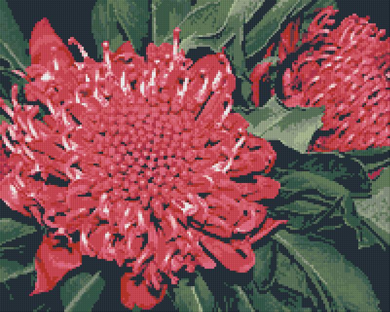 Pixelhobby Klassik Vorlage - Waratah