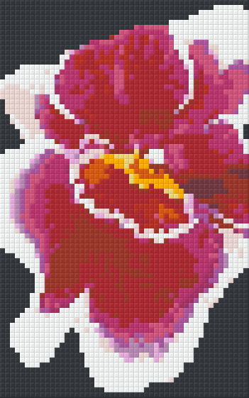 Pixelhobby Klassik Vorlage - rot-weiße Orchidee