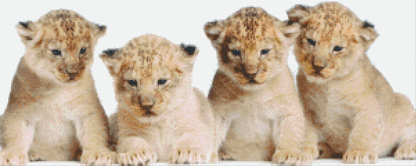 Pixelhobby Klassik Vorlage - vier Baby Tiger